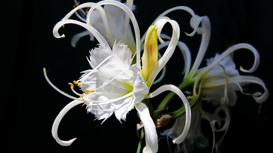 Красивый цветок картинки для рабочего стола скачать