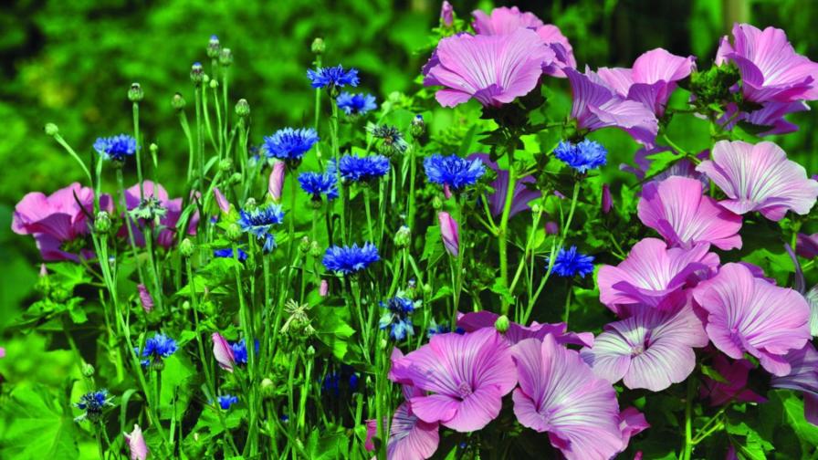 Красочные обои ярких цветов