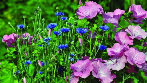 Красочные обои ярких цветов