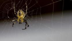 Крупным планом паук