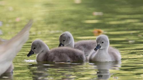 Лебеди, цыплята, вода HD обои