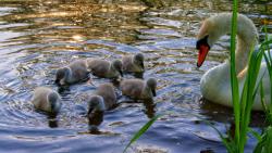 Лебедь с малышами обои
