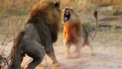 Лев Хищник Битва фотография Фон