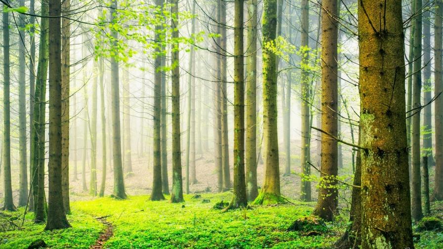 Лес картинки