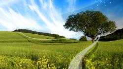 Летняя поляна широкоформатные HD обои скачать на рабочий стол