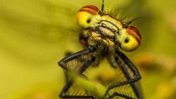 Макро заставки на рабочий стол насекомые