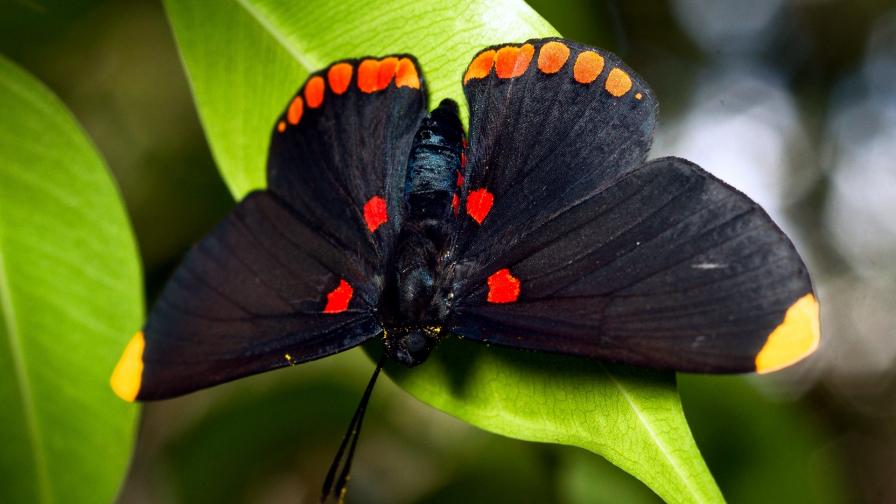 Макро обои с бабочками
