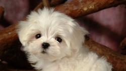 Маленькая собачка милый лохматый пупсик обои