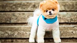 Маленький песик картинки на рабочий стол скачать