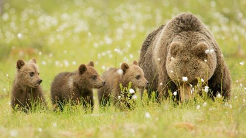 Медведи, медвежата, Семья, Мама, Дети, Лучшие обои