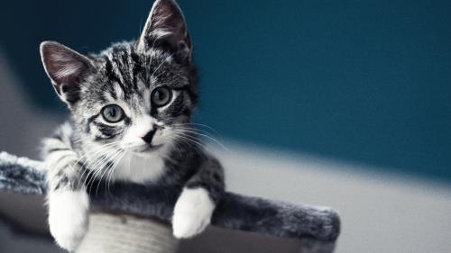 Милый котик картинки для рабочего стола скачать