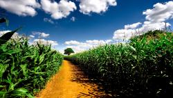 Моле молодой зеленой кукурузи обои hd