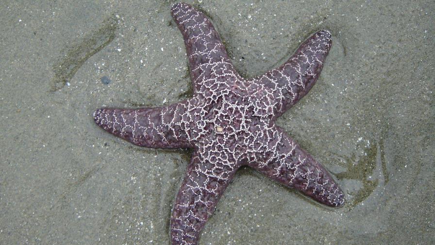 Морская звёзда, океан, море, hd, обои, картинки