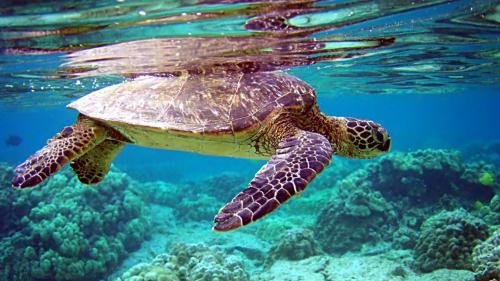 Морская черепаха