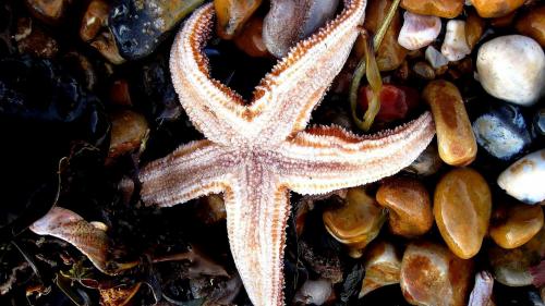 Морские звёзды, океан, море, морская жизнь, starfish