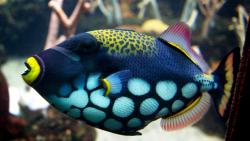 Морские рыбки фотообои