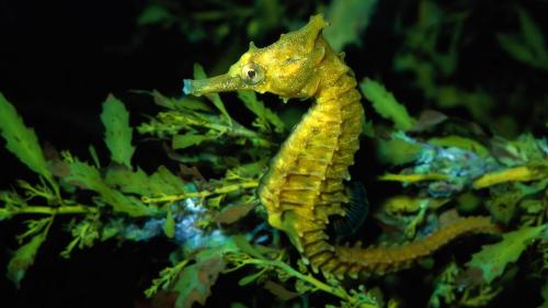 Морской конек, листья, растения