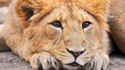 Обои львица