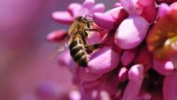 Обои с пчёлами на цветке