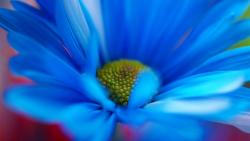 Обои цветов на рабочий стол