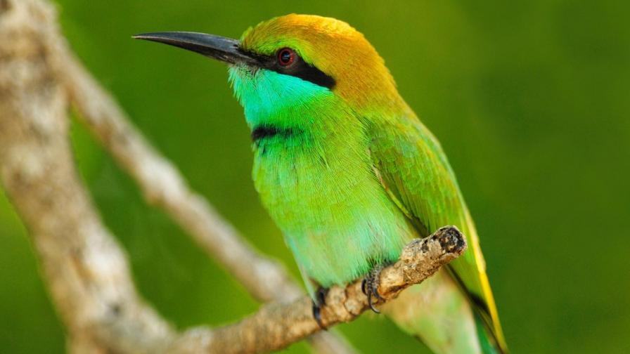 Обои ярко зеленой птички на ветке