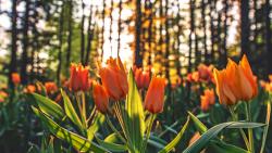 Оранжевые тюльпаны на рассвете на фоне леса обои