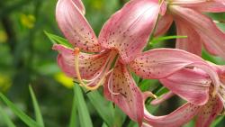 Орхидея цветок картинки на рабочий стол