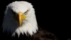 Орёл в профиль