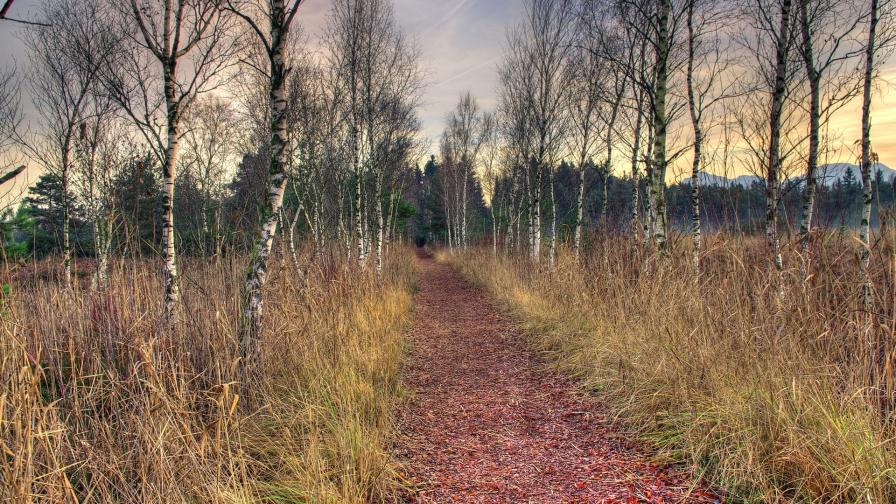 Осень, березы, березки, скачать, бесплатно