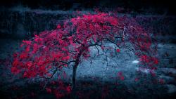 Осень красные листья на молодом дереве