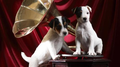 Патефон,  граммофон, собачки, собаки, в крапинку