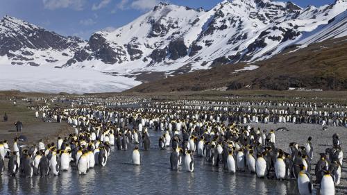 Пингвины, горы, берег, снег, небо, обои hd, бесплатно