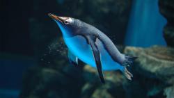 Пингвин фото