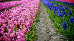 Плантация цветов гиацинты широкоформатные обои