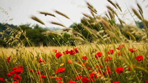 Поле с колосьями пшеницы и цветками мака широкоформатные обои