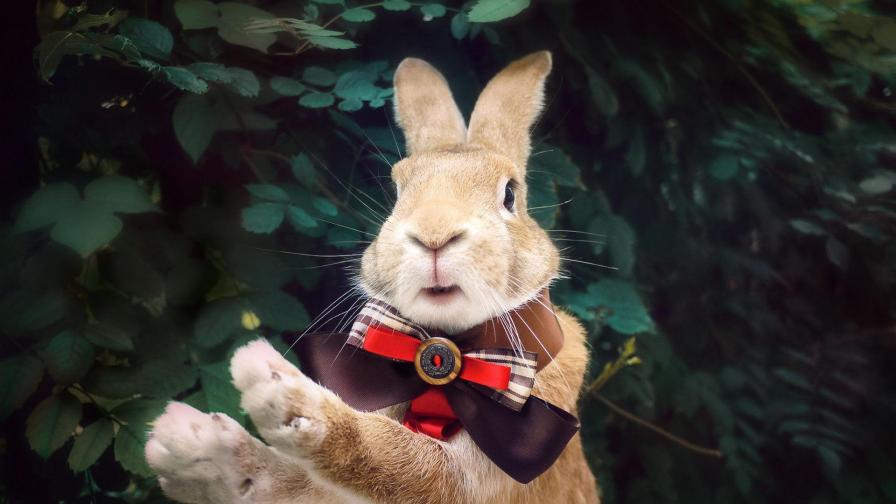 Праздничный кролик, обои hd, бесплатно, история, праздник