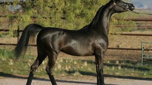 Привлекательное фото восхитительной черной лошади