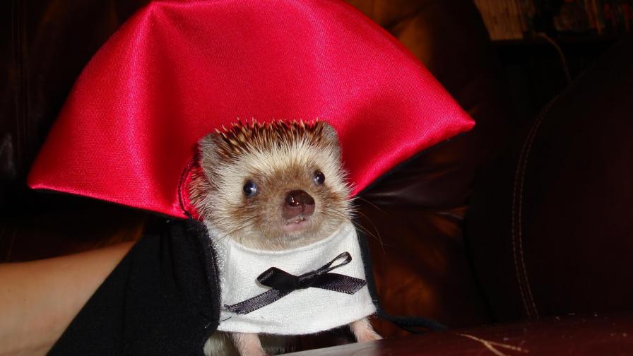 Прикольный ежик обои в одежде