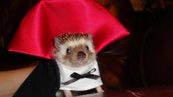 Прикольный ежик обои в одежде