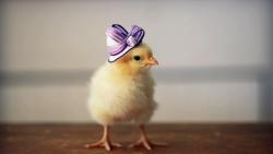 Прикольный цыпленок в шляпке обои hd
