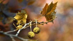 Природа макро заставки на рабочий стол hd