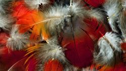 Разноцветные перья, абстрактные, фоны, заставки