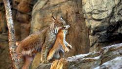 Рысь со своей добычей