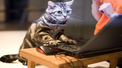 Сегодня моя очередь сидеть за компьютером картинки