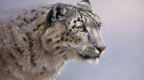 Скачать, Большие кошки, снежные барсы, Взгляд, хищник, фото, картинки, леопард