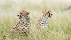 Скачать, кошки, гепарды, трава, животные, охота, фото