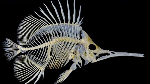 Скелет рыбы