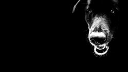 Собака черно белые HD обои скачать на рабочий стол