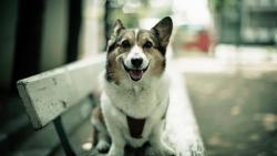 Собачка на лавочке в городе фоновые заставки скачать