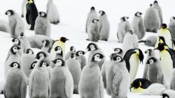 Стая пингвинов высиживает молодое поколение HD обои